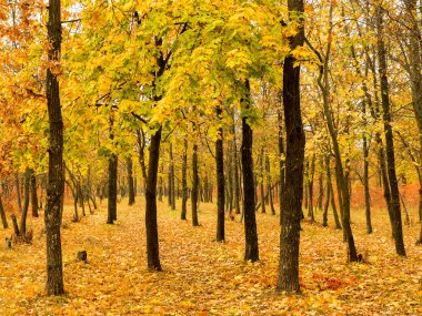 Renkli parlak sonbahar orman. Yapraklar sonbaharda yere düşer. Sonbahar orman sahne sıcak renkler ve kaplı patika ile önde gelen sahne bırakır. Şaşırtıcı vitrine ormana gidiyor bir iz sonbahar renkleri.