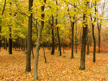 Renkli parlak sonbahar orman. Yapraklar sonbaharda yere düşer. Sonbahar orman sahne sıcak renkler ve kaplı patika ile önde gelen sahne bırakır. Şaşırtıcı vitrine ormana gidiyor bir iz sonbahar renkleri.