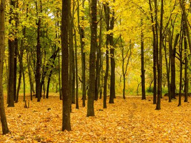 Renkli parlak sonbahar orman. Yapraklar sonbaharda yere düşer. Sonbahar orman sahne sıcak renkler ve kaplı patika ile önde gelen sahne bırakır. Şaşırtıcı vitrine ormana gidiyor bir iz sonbahar renkleri.
