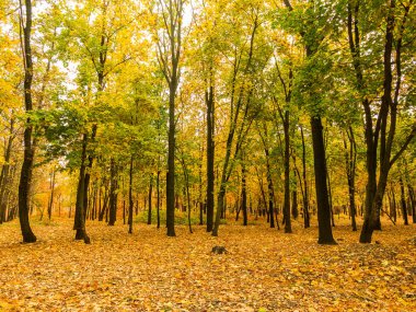 Renkli parlak sonbahar orman. Yapraklar sonbaharda yere düşer. Sonbahar orman sahne sıcak renkler ve kaplı patika ile önde gelen sahne bırakır. Şaşırtıcı vitrine ormana gidiyor bir iz sonbahar renkleri.