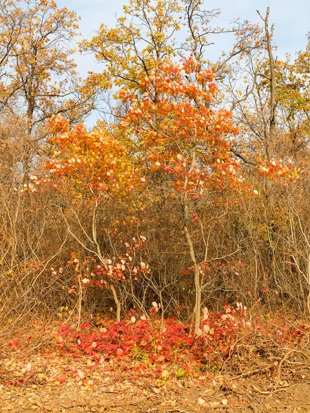 五颜六色的明亮的秋天森林 秋天树叶落在地上 秋天的森林风景与温暖的颜色和小径覆盖在叶子进入场景 一条小径进入树林 展示令人惊叹的秋季色彩 — 图库照片