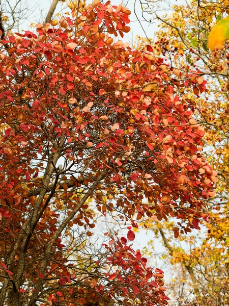 五颜六色的明亮的秋天森林 秋天树叶落在地上 秋天的森林风景与温暖的颜色和小径覆盖在叶子进入场景 一条小径进入树林 展示令人惊叹的秋季色彩 — 图库照片