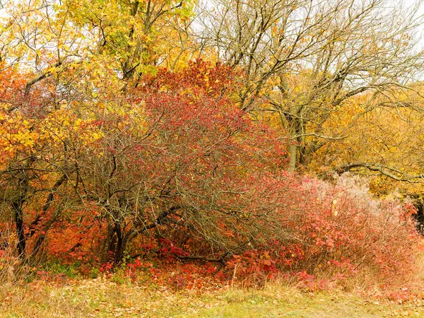 Světlé Barevné Podzimní Les Listí Podzim Zem Podzim Podzimní Lesní — Stock fotografie