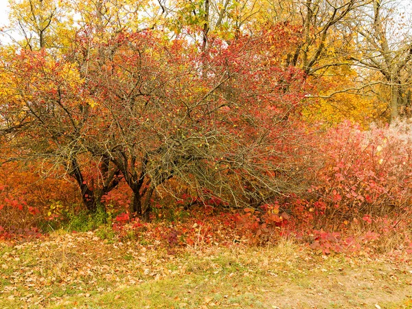 다채로운 밝은을 잎은가 지상에가 따뜻한 보도가 장면으로 떠난다 보여주는 놀라운 — 스톡 사진