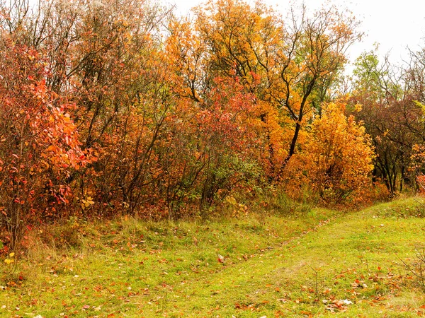 Colorido Bosque Otoño Brillante Las Hojas Caen Suelo Otoño Paisaje — Foto de Stock