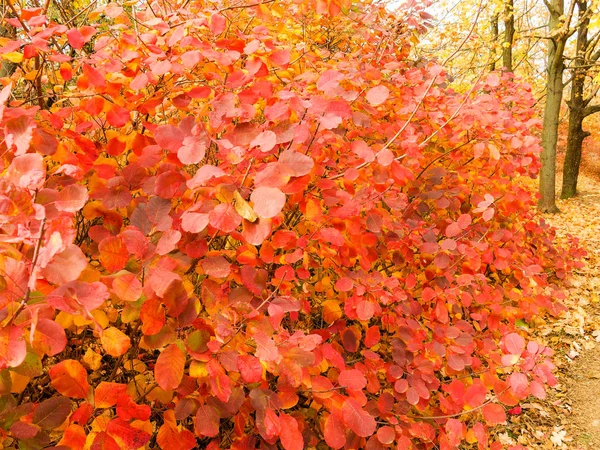 Farbenfroher Heller Herbstwald Blätter Fallen Herbst Auf Den Boden Herbstliche — Stockfoto