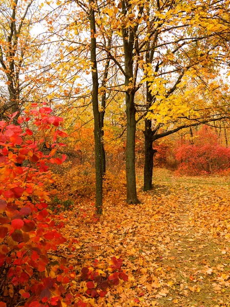 Colorful Bright Autumn Forest Leaves Fall Ground Autumn Autumn Forest — Stock Photo, Image