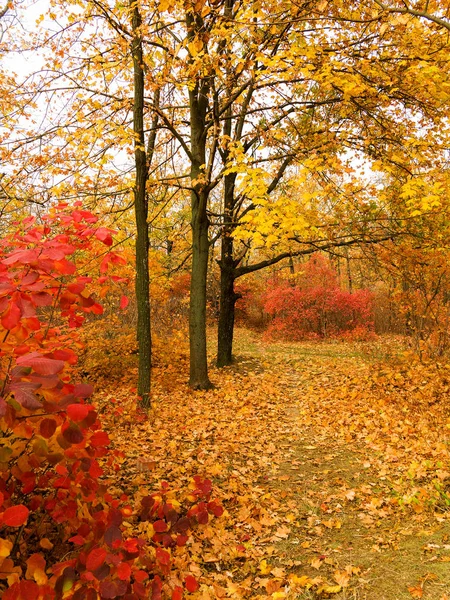 Colorful Bright Autumn Forest Leaves Fall Ground Autumn Autumn Forest — Stock Photo, Image