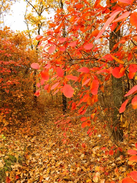 Světlé Barevné Podzimní Les Listí Podzim Zem Podzim Podzimní Lesní — Stock fotografie