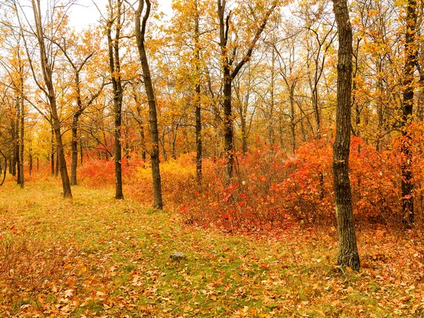 Colorata Foresta Autunnale Luminosa Foglie Cadono Terra Autunno Paesaggio Foresta — Foto Stock