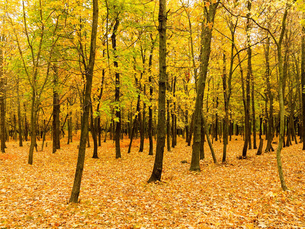 Яркий осенний лес. Осенью листья падают на землю. Осенний лесной пейзаж с теплыми красками и тропинкой, покрытой листьями, ведущими в сцену. Тропа, идущая в лес, демонстрирующая удивительные осенние цвета
.