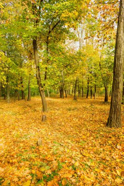 Renkli parlak sonbahar orman. Yapraklar sonbaharda yere düşer. Sonbahar orman sahne sıcak renkler ve kaplı patika ile önde gelen sahne bırakır. Şaşırtıcı vitrine ormana gidiyor bir iz sonbahar renkleri.