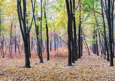 Renkli parlak sonbahar orman. Yapraklar sonbaharda yere düşer. Sonbahar orman sahne sıcak renkler ve kaplı patika ile önde gelen sahne bırakır. Şaşırtıcı vitrine ormana gidiyor bir iz sonbahar renkleri.