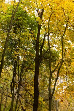 Renkli parlak sonbahar orman. Yapraklar sonbaharda yere düşer. Sonbahar orman sahne sıcak renkler ve kaplı patika ile önde gelen sahne bırakır. Şaşırtıcı vitrine ormana gidiyor bir iz sonbahar renkleri.