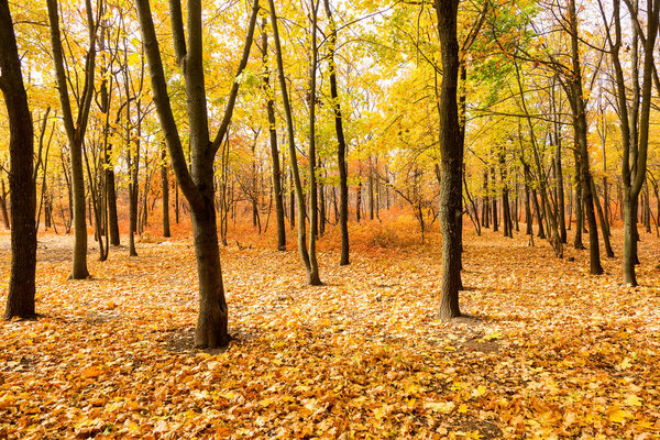 Яркий осенний лес. Осенью листья падают на землю. Осенний лесной пейзаж с теплыми красками и тропинкой, покрытой листьями, ведущими в сцену. Тропа, идущая в лес, демонстрирующая удивительные осенние цвета
.