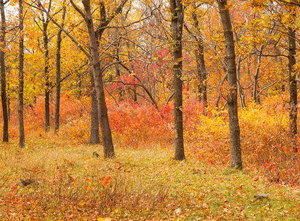 Colorful Bright Autumn Forest Leaves Fall Ground Autumn Autumn Forest — Stock Photo, Image