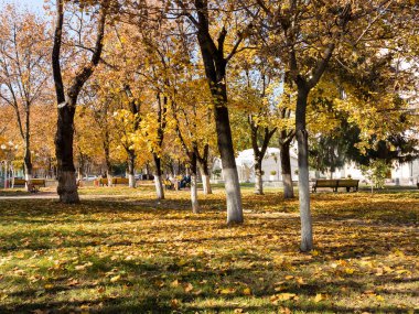 Belgorod, Rusya - 17 Ekim 2018: sonbahar renkleri şaşırtıcı sonbahar Şehir Parkı. Yaprakları yere düşer. Renkli sonbahar sahne sıcak renkler ve patika ile önde gelen yapraklarda kaplı. İnsanlar parkta yürüyüş