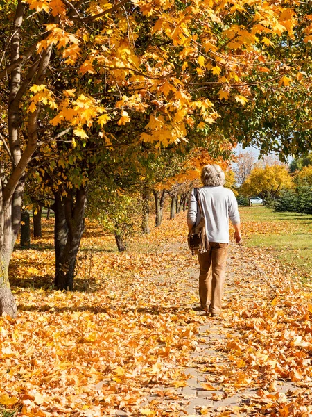Sonbahar Şehir Parkı, sonbahar renkleri şaşırtıcı. Yaprakları yere düşer. Renkli sonbahar sahne sıcak renkler ve patika ile önde gelen yapraklarda kaplı. İnsanlar parkta yürüyüş