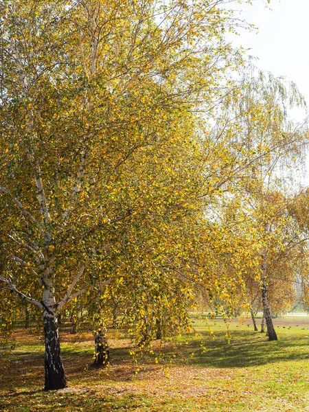 Kleurrijke Heldere Herfst Stadspark Bladeren Grond Vallen Herfst Bos Landschap — Stockfoto