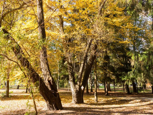 Kleurrijke Heldere Herfst Stadspark Bladeren Grond Vallen Herfst Bos Landschap — Stockfoto