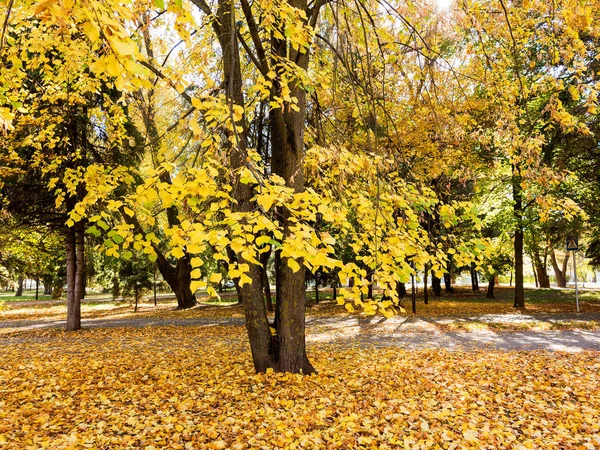 Kleurrijke Heldere Herfst Stadspark Bladeren Grond Vallen Herfst Bos Landschap — Stockfoto