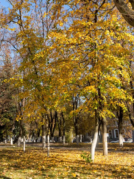 Herfst Stadspark Verbazingwekkend Fall Kleuren Bladeren Grond Vallen Kleurrijke Herfst — Stockfoto