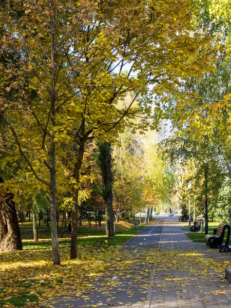 Belgorod Rusland Oktober 2018 Herfst Stadspark Verbazingwekkend Fall Kleuren Bladeren — Stockfoto