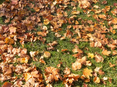 Yeşil çimenlerin üzerinde sarı yapraklar yaratıcı arka plan. Otantik b