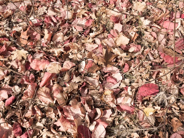 Kreativa frostat bakgrund av röda, gula och orange hösten lea — Stockfoto