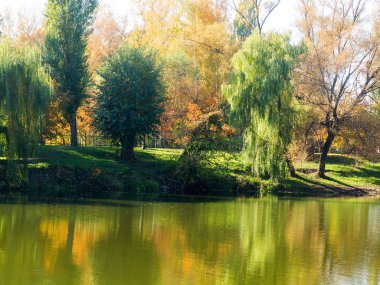 Otantik sonbahar manzara gölette Şehir Parkı. Sarı yapraklar sonbaharda