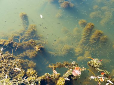 Otantik su manzara. Çiçek açan su çamurlu suya düşen sonbahar yaprakları. Küçük balık gölet yüzmek neden olur. Projeniz için arka plan olarak.