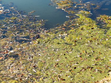 Otantik su manzara. Çiçek açan su çamurlu suya düşen sonbahar yaprakları. Küçük balık gölet yüzmek neden olur. Projeniz için arka plan olarak.