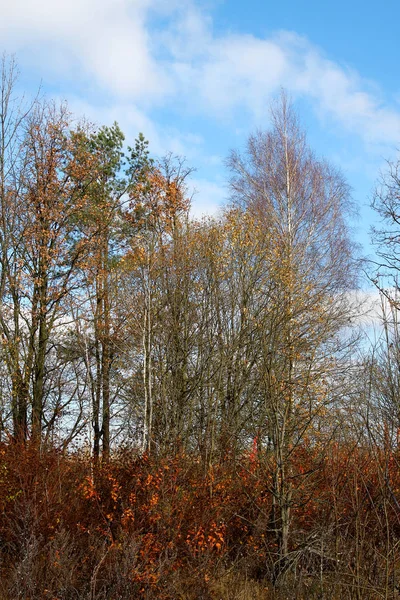 カラフルな明るい秋の市の公園 木の葉が地面に落ちる 温かみのある色調と歩道で覆われている秋の森林風景シーンにリードを葉します 素晴らしい展示の森に行く道秋の色 — ストック写真