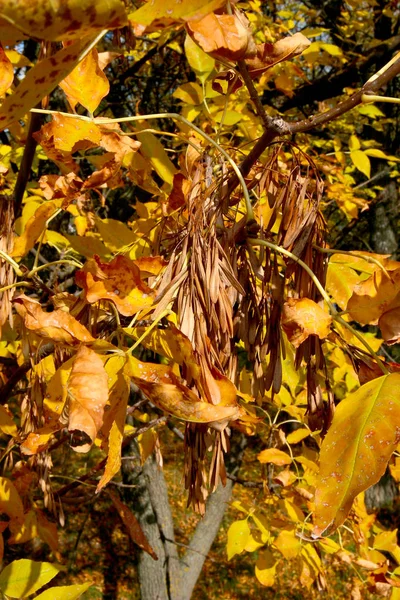 Coloré Lumineux Parc Ville Automne Les Feuilles Tombent Par Terre — Photo