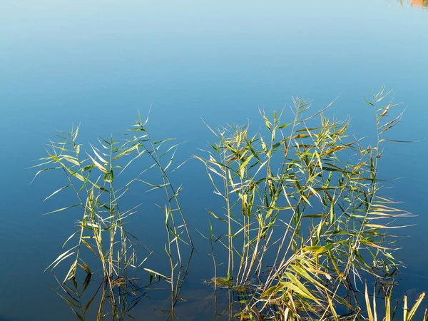 Grönt Gräs Som Växer Vatten Vackra Autentiska Vatten Landskap Som — Stockfoto