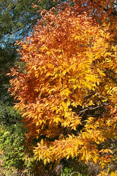 Renkli Parlak Sonbahar Şehir Parkı Yaprakları Yere Düşer Sonbahar Orman — Stok fotoğraf