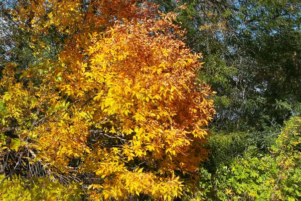 Colorido Brillante Parque Otoño Ciudad Las Hojas Caen Suelo Paisaje — Foto de Stock