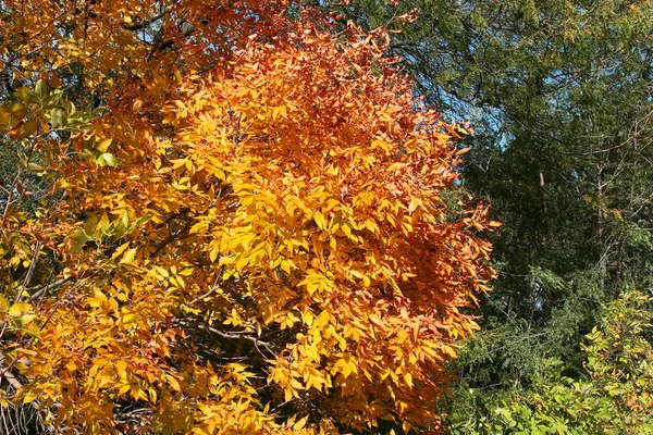 Farbenfroher Heller Stadtpark Herbst Laub Fällt Auf Den Boden Herbstliche — Stockfoto