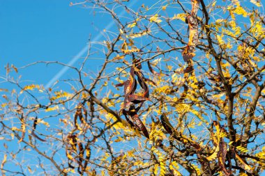 Sonbaharda yerdeki akasya kapsülleri. Sonbaharın sonlarında akasya ağaçları. Akasya tohumları
