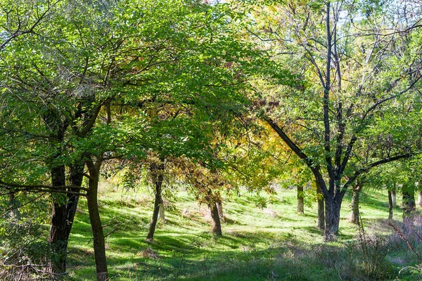 Яркий Осенний Городской Парк Листья Падают Землю Осенний Лесной Пейзаж — стоковое фото