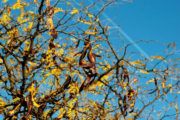 Vainas Acacia Suelo Otoño Árboles Acacia Finales Otoño Semillas Acacia — Foto de Stock