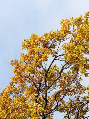Renkli parlak sonbahar Şehir Parkı. Yaprakları yere düşer. Sonbahar orman sahne sıcak renkler ve kaplı patika ile önde gelen sahne bırakır. Şaşırtıcı vitrine ormana gidiyor bir iz sonbahar renkleri.