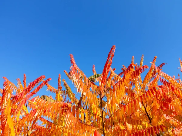 Colorful Bright Autumn City Park Leaves Fall Ground Autumn Forest — Stock Photo, Image