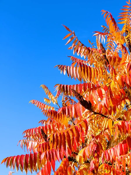 Farbenfroher Heller Stadtpark Herbst Laub Fällt Auf Den Boden Herbstliche — Stockfoto