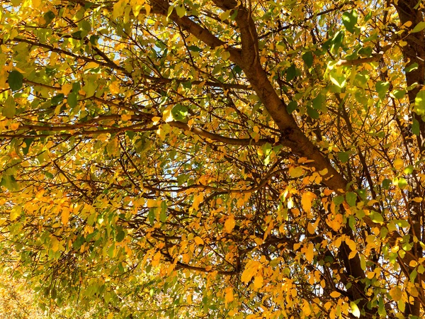 Barevné Světlé Podzimní Městský Park Listy Padají Zem Podzimní Lesní — Stock fotografie