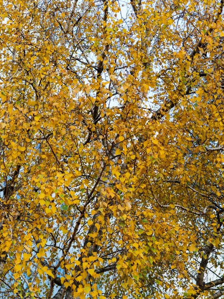 五颜六色明亮的秋天城市公园 树叶落在地上 秋天的森林风景与温暖的颜色和小径覆盖着树叶 进入现场 一条穿过树林的小路展示了惊人的秋天的颜色 — 图库照片