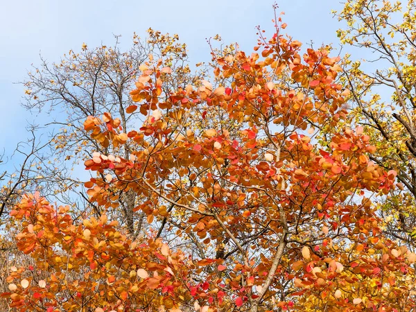 Farbenfroher Heller Stadtpark Herbst Laub Fällt Auf Den Boden Herbstliche — Stockfoto