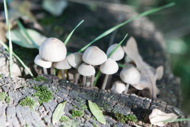 Orman yakın çekim, Tortum içinde tehlikeli zehirli mantar