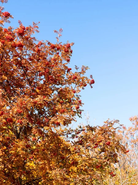 Ώριμες Συστάδες Από Rowan Μούρα Και Κόκκινα Φύλλα Φόντο Μπλε — Φωτογραφία Αρχείου