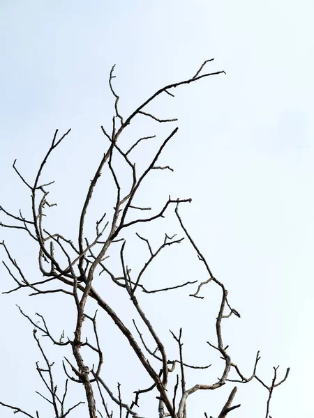 Fondo Misterioso Creativo Ramas Árboles Sin Hojas Finales Otoño Sombrío — Foto de Stock